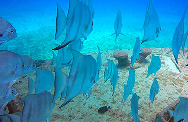 Top 5 Places to Learn Diving for Beginners